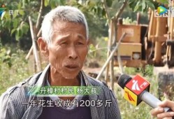 湛江最新农民爆料,揭秘湛江乡村发展新动态